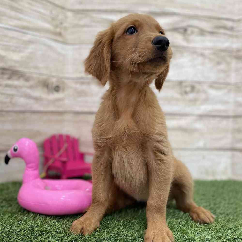 Female Golden Retriever Puppy for Sale in Braintree, MA