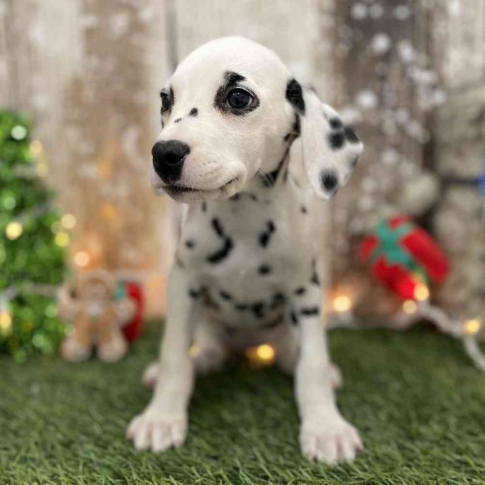 Female Dalmatian Puppy for Sale in Braintree, MA