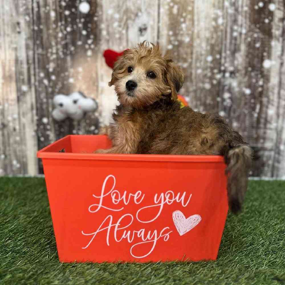 Female Schnoodle Puppy for Sale in Saugus, MA
