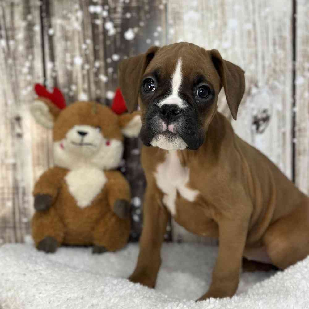 Female Boxer Puppy for Sale in Saugus, MA