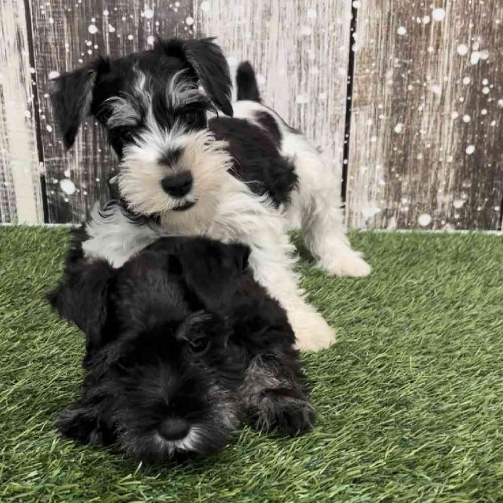 Male Miniature Schnauzer Puppy for Sale in Saugus, MA