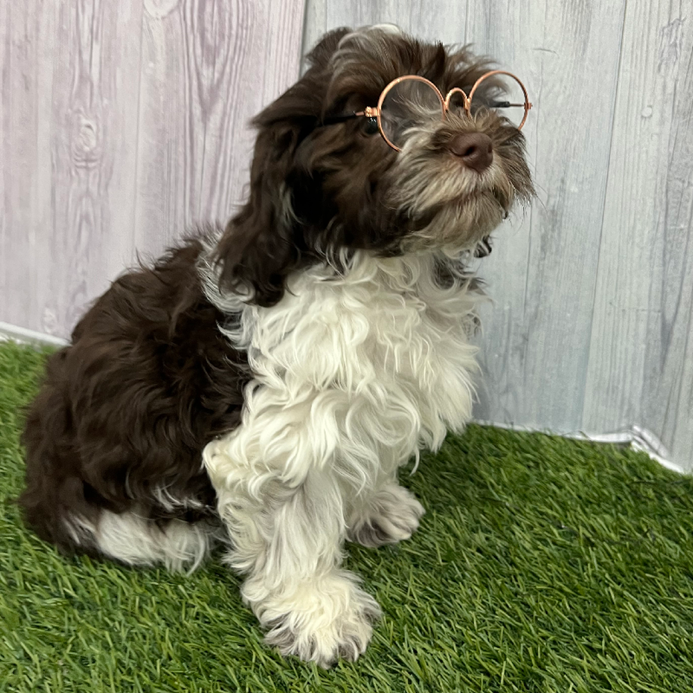 Male Havanese Puppy for Sale in Braintree, MA