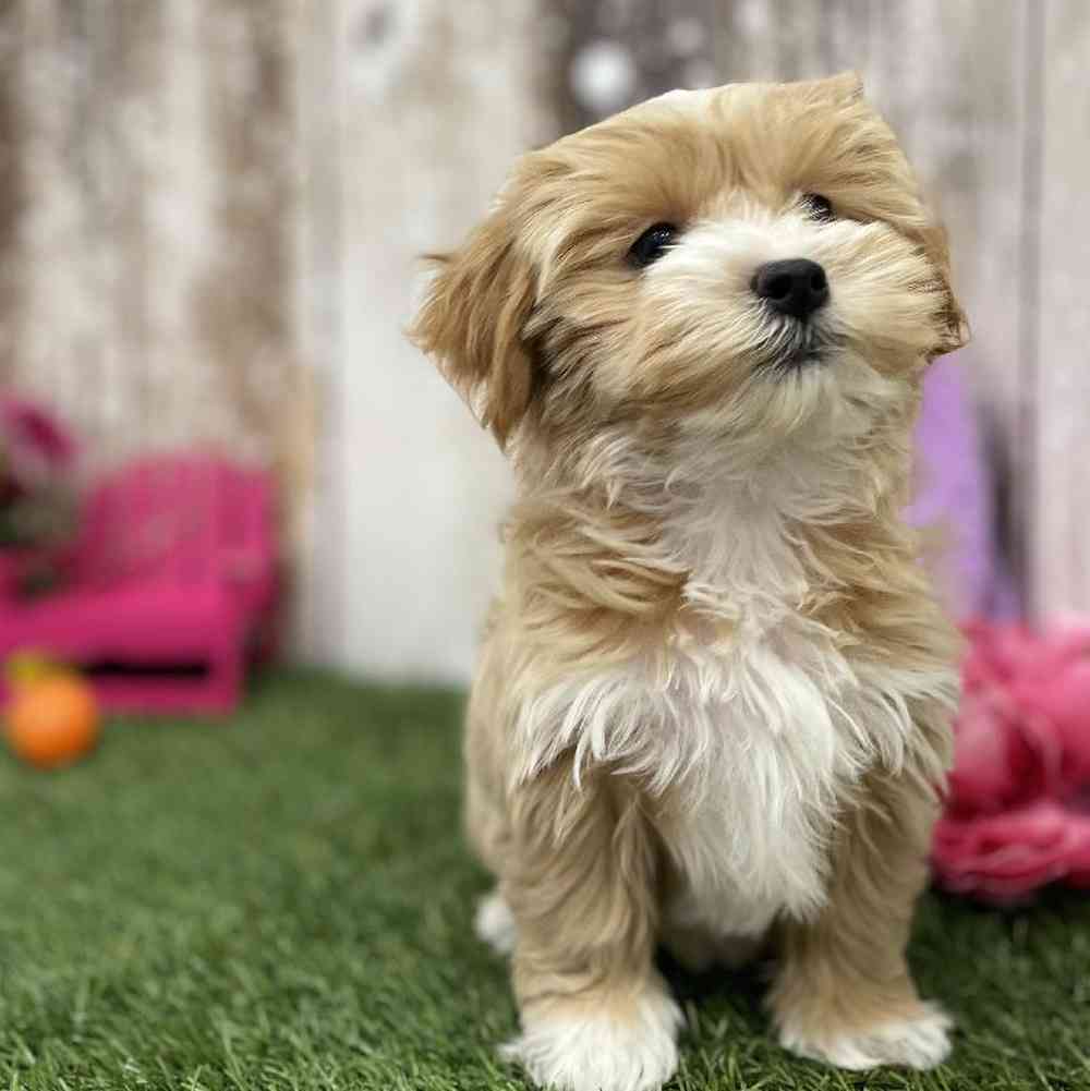 Female Lhasa-Poo Puppy for Sale in Braintree, MA