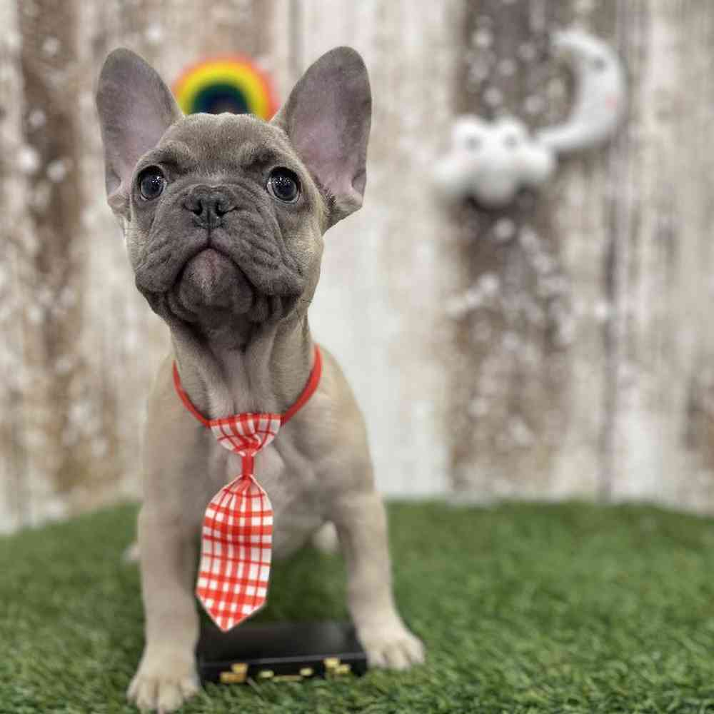 Male French Bulldog Puppy for Sale in Braintree, MA