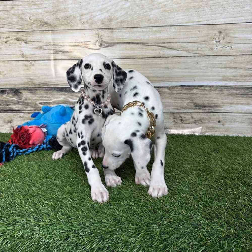 Female Dalmatian Puppy for Sale in Saugus, MA