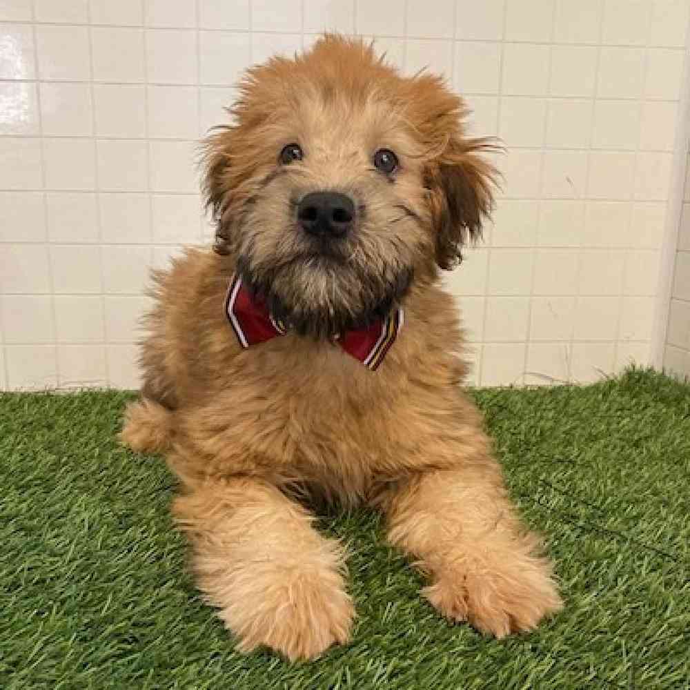 Male Soft Coated Wheaten Terrier Puppy for sale
