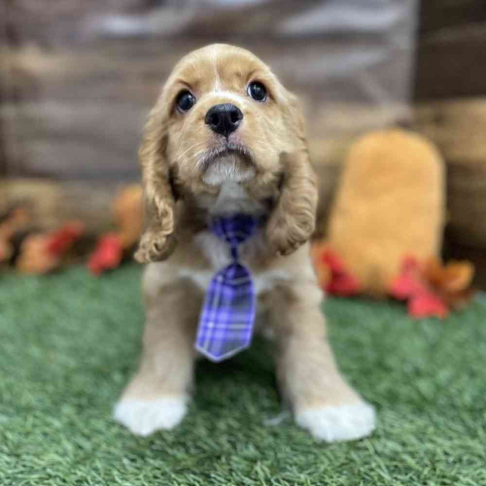 Male Cocker Spaniel Puppy for Sale in Braintree, MA