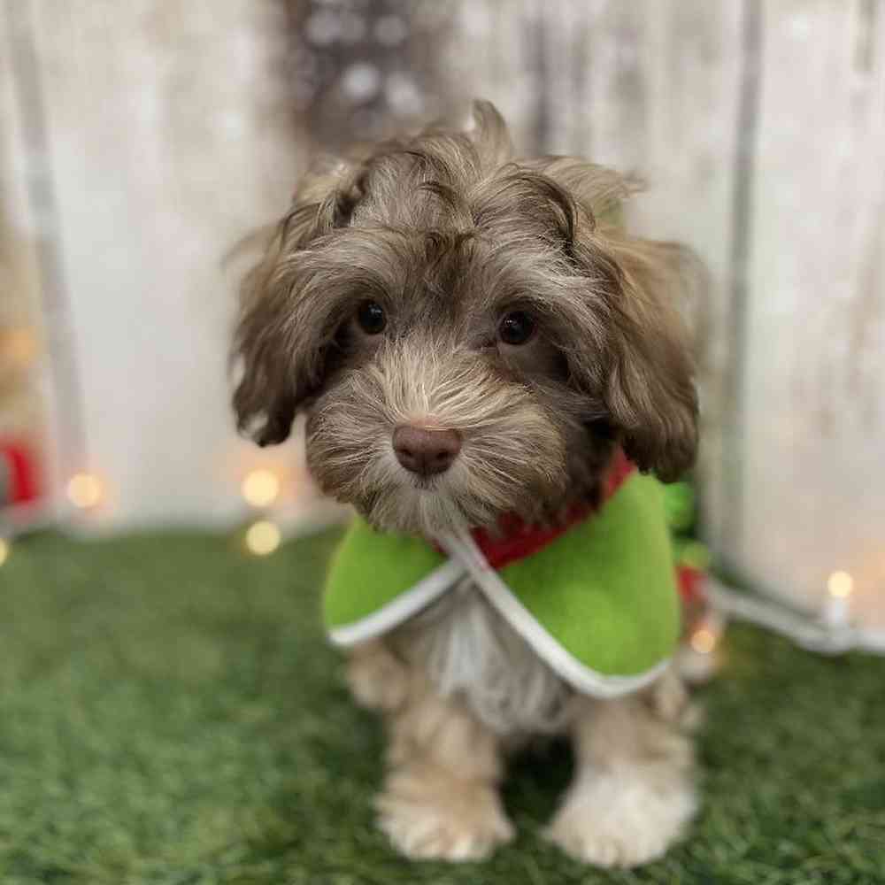 Male Havanese Puppy for Sale in Braintree, MA