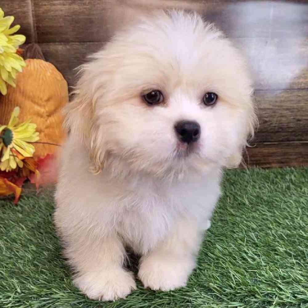 Male Lhasa Apso Puppy for Sale in Saugus, MA