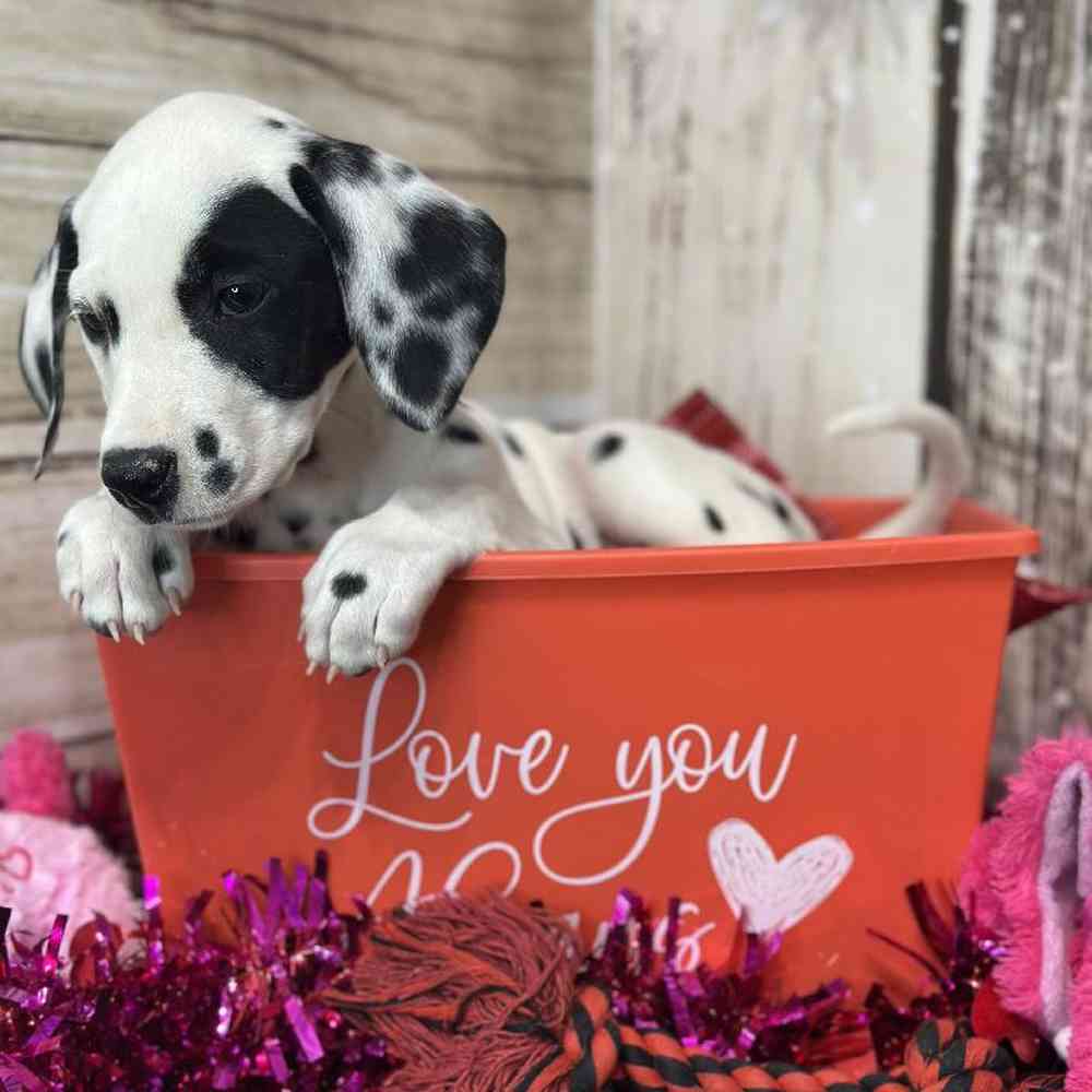 Female Dalmatian Puppy for Sale in Saugus, MA