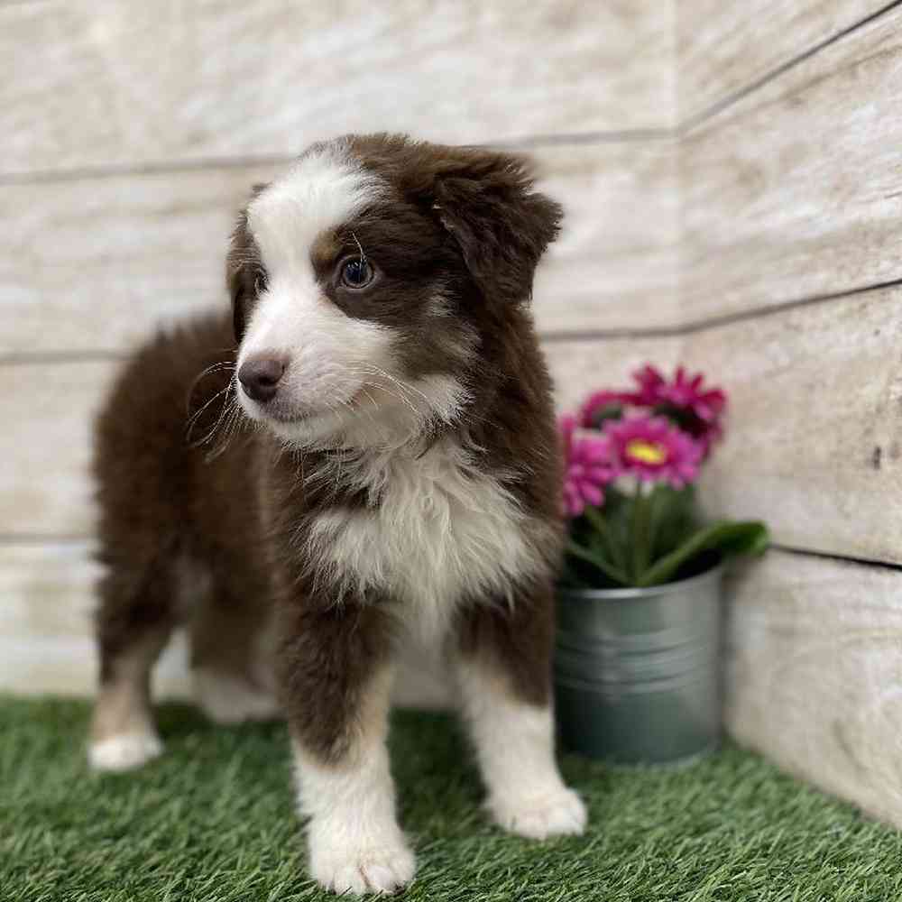 Female Miniature Australian Shepherd Puppy for Sale in Braintree, MA
