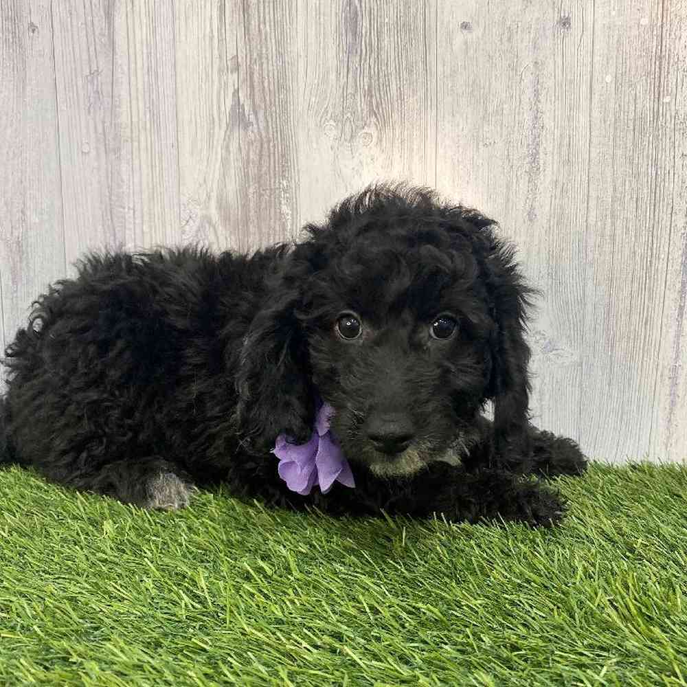 Female Mini Goldendoodle 2nd Gen Puppy for Sale in Saugus, MA