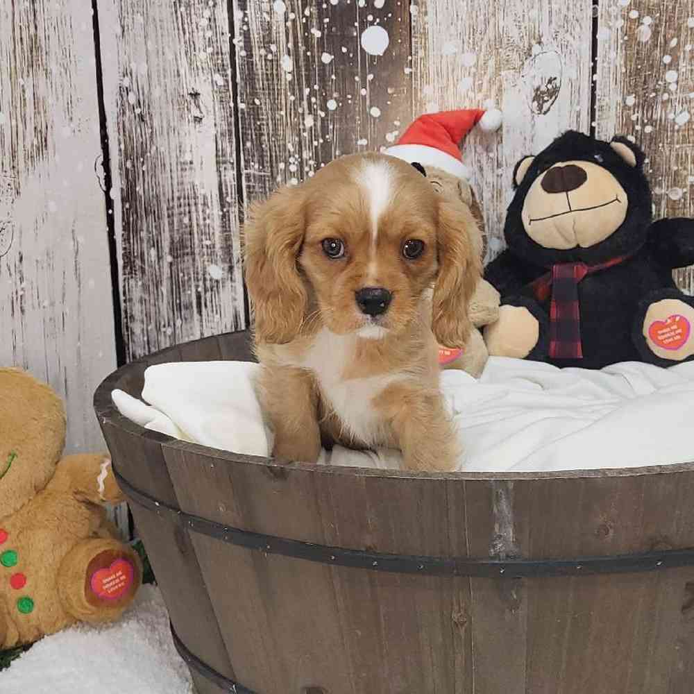 Male Cavalier King Charles Spaniel Puppy for Sale in Saugus, MA