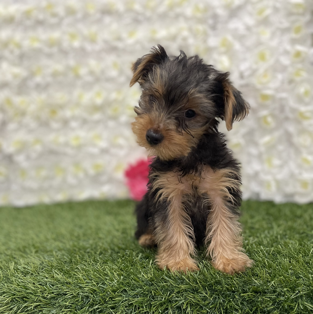 Female Yorkshire Terrier Puppy for Sale in Braintree, MA