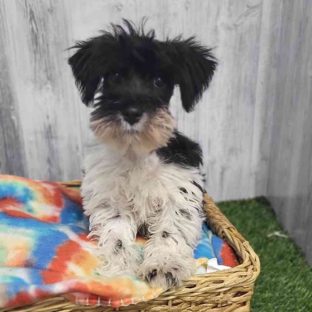 Female Miniature Schnauzer Puppy for Sale in Saugus, MA