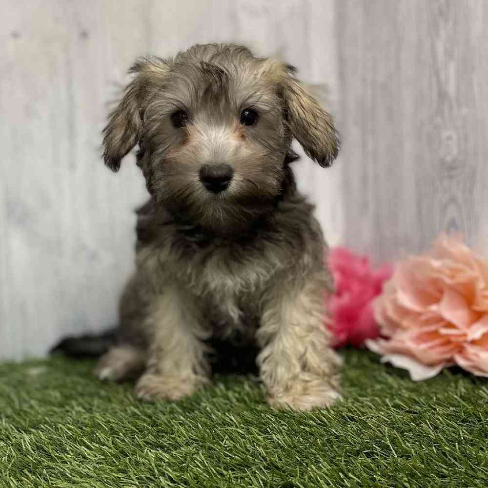 Female Hava-Schnauzer Puppy for sale