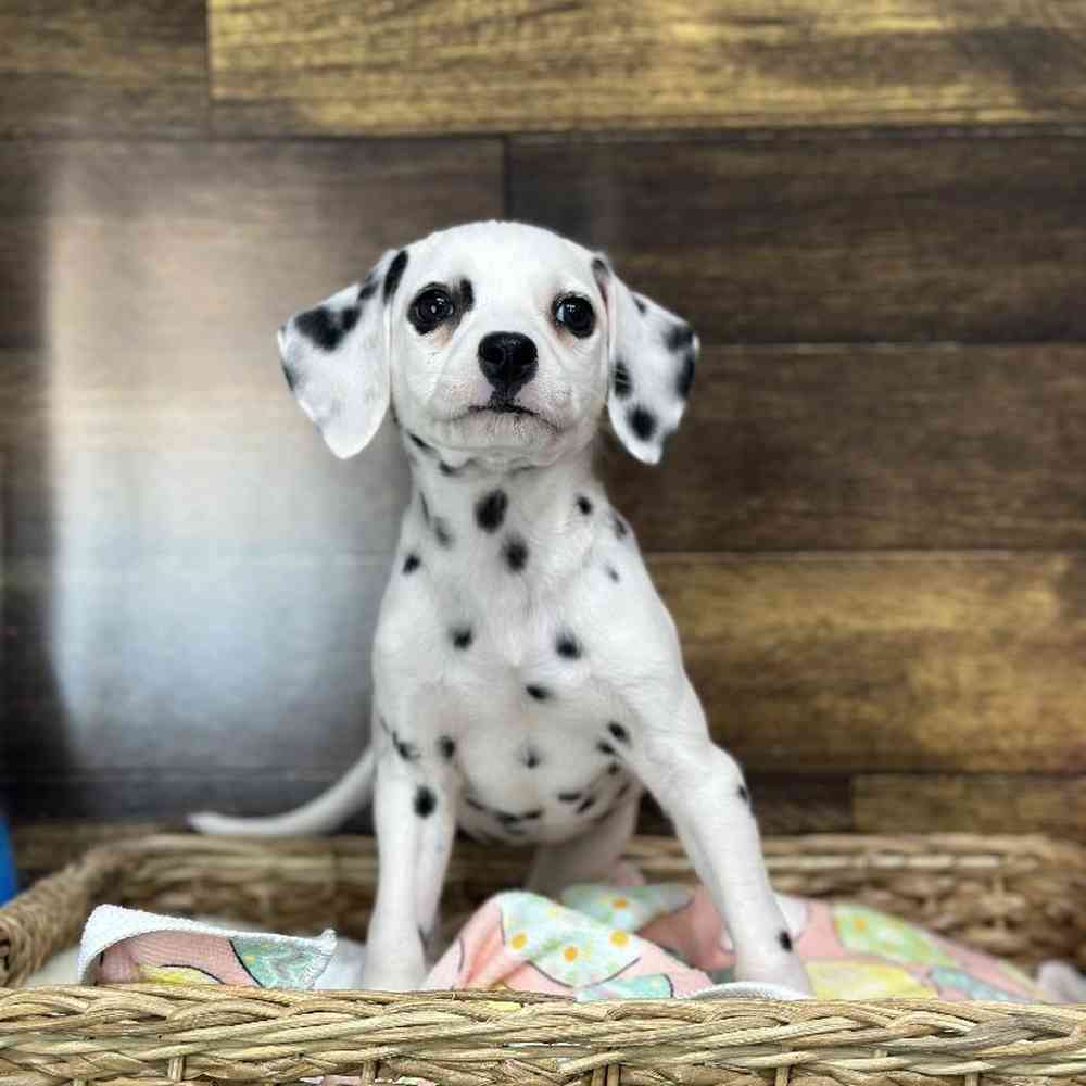 Female Dalmatian Puppy for Sale in Saugus, MA