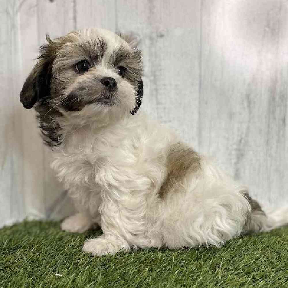 Female Teddy Bear (Zuchon) Puppy for sale