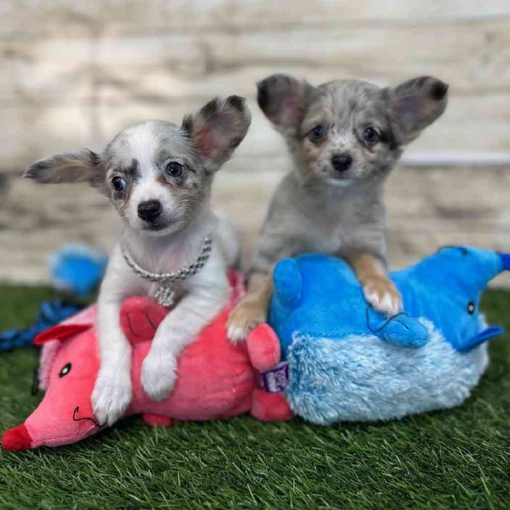 Female Chihuahua Puppy for Sale in Saugus, MA