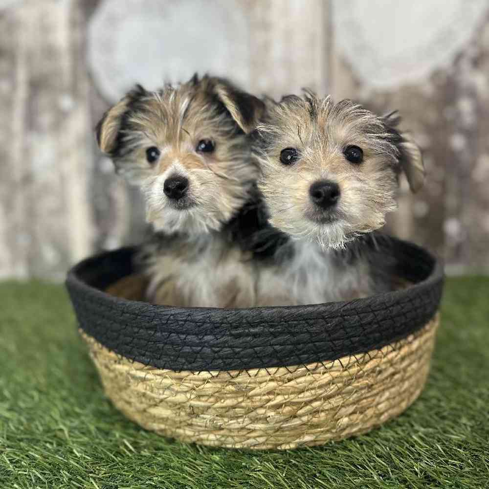 Male Morkie Puppy for Sale in Saugus, MA