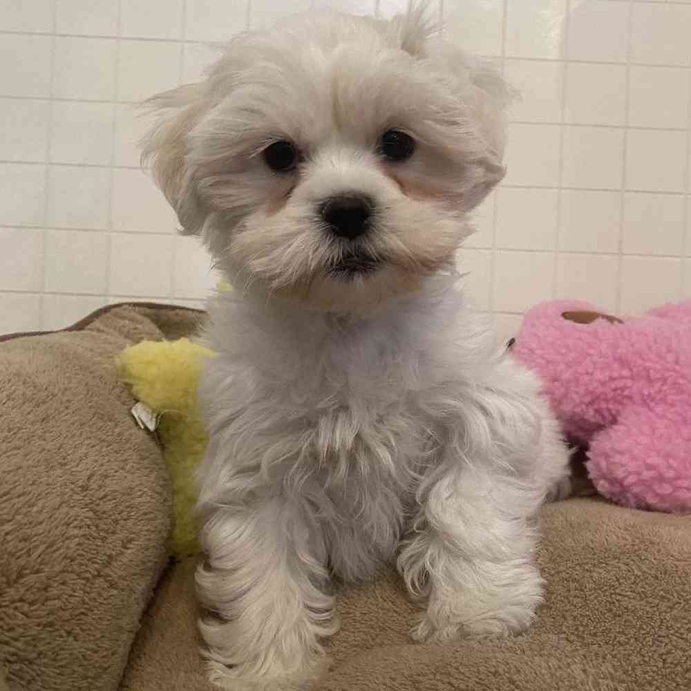 Female Teddy Bear (Zuchon) Puppy for sale