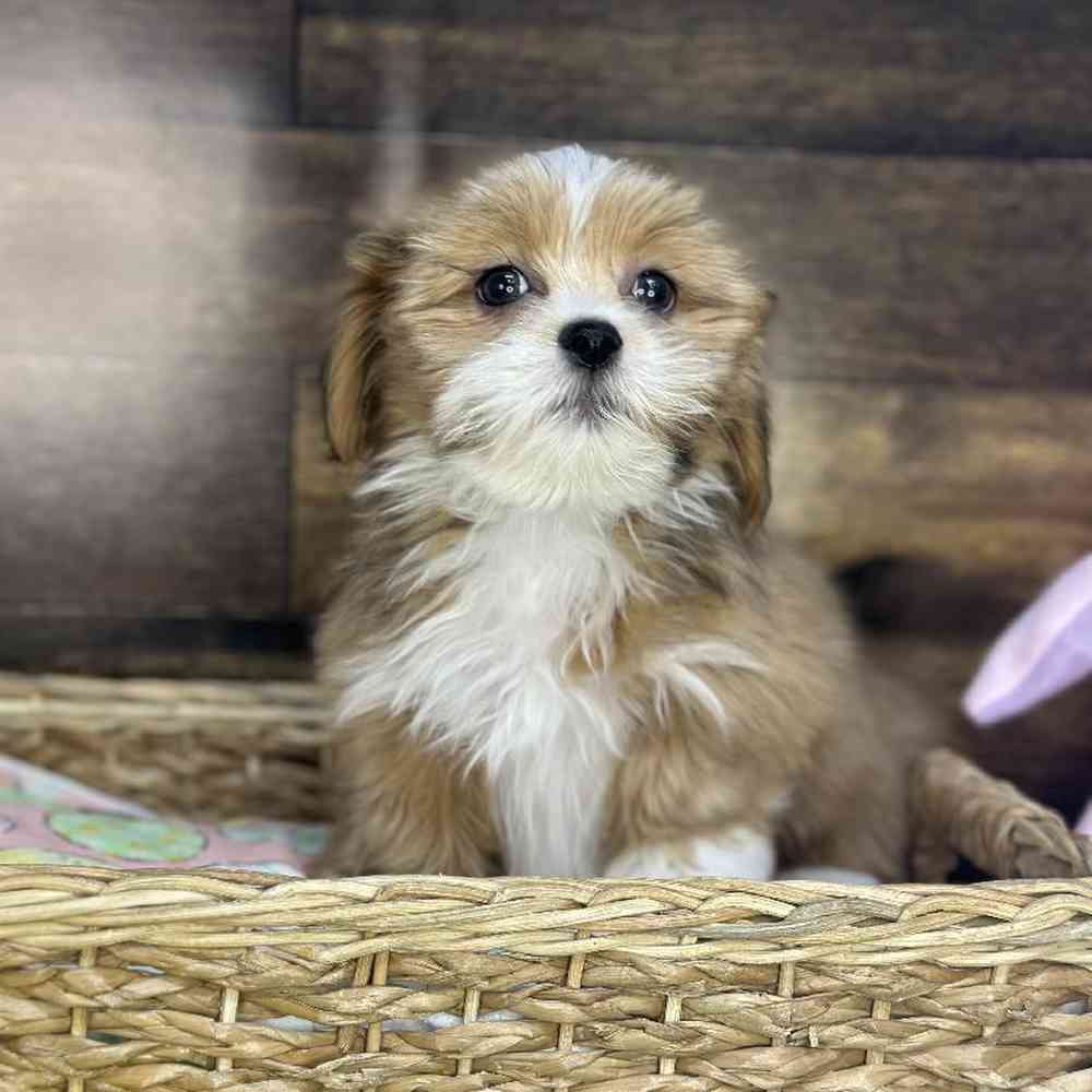 Female Lhasa Apso Puppy for Sale in Saugus, MA