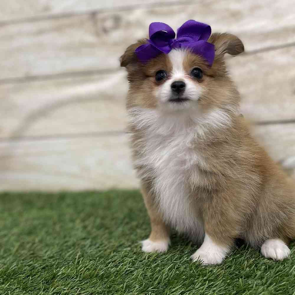 Female Aussie Pom Puppy for Sale in Braintree, MA