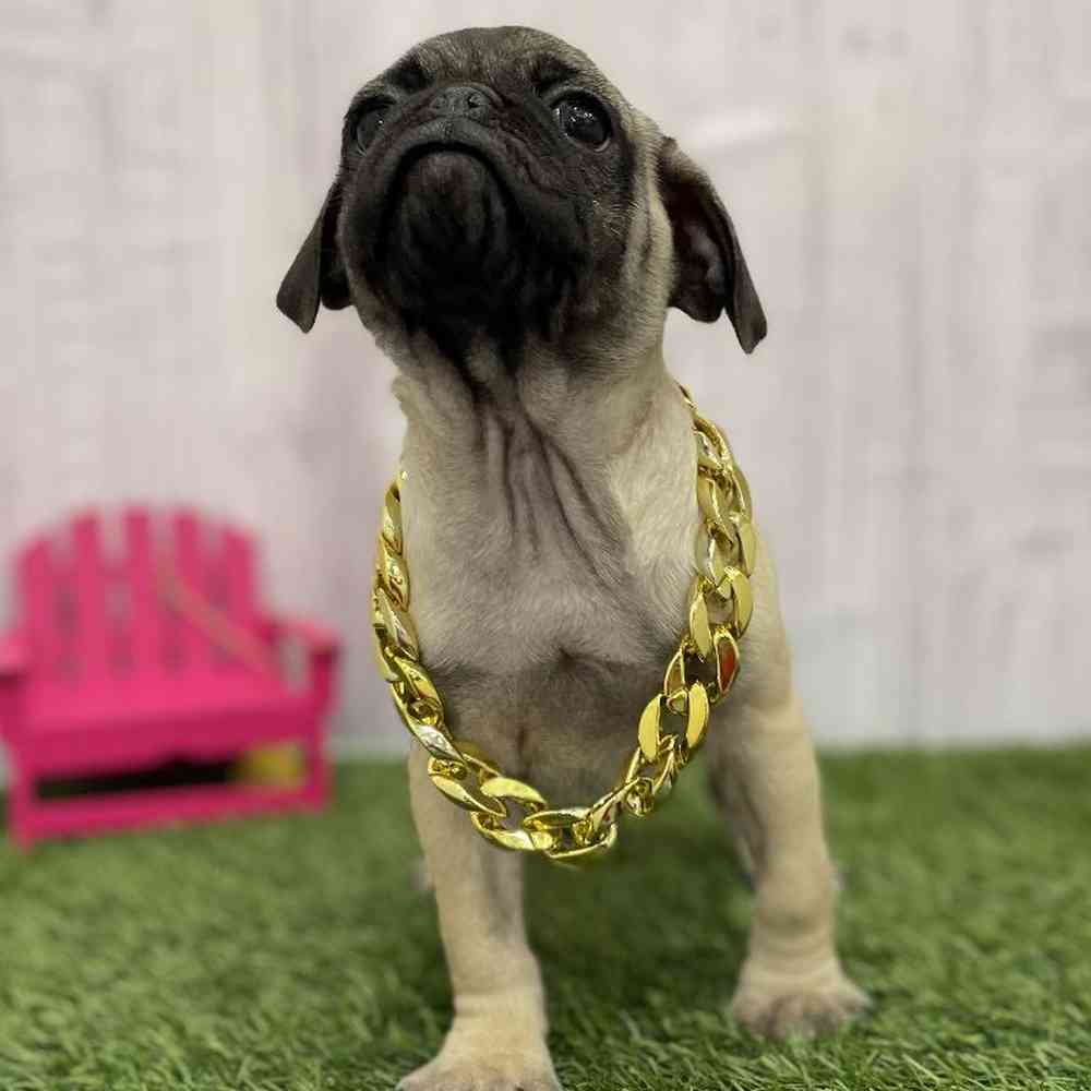 Male Pug Puppy for Sale in Braintree, MA