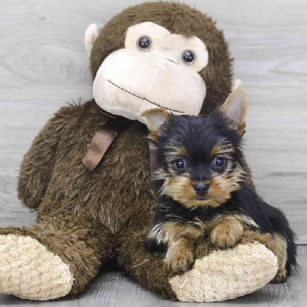 yorkshire-terrier-capone-6339487388528950.jpg