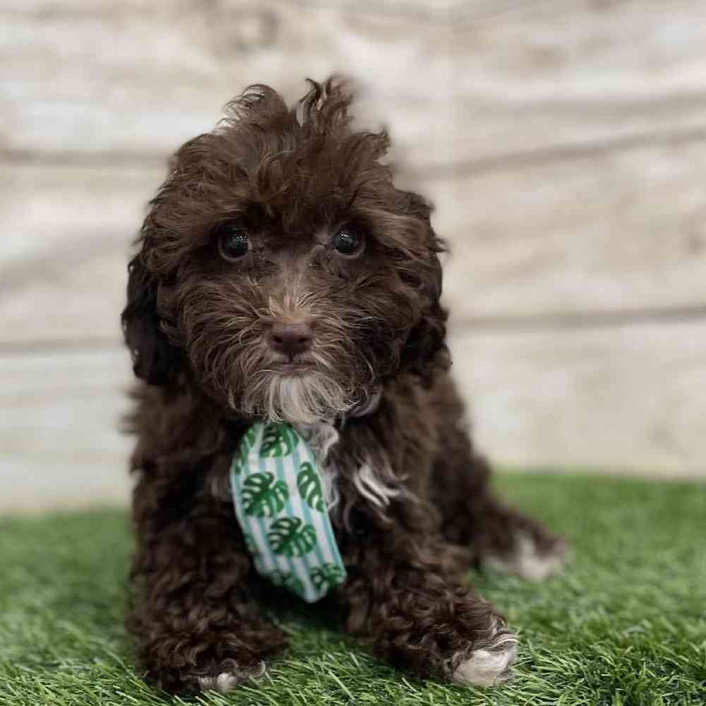 Male Cockapoo 2nd Gen Puppy for Sale in Braintree, MA