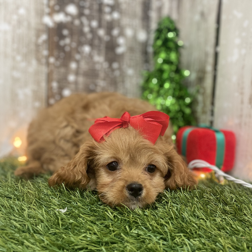 Female Cavapoo Puppy for Sale in Braintree, MA