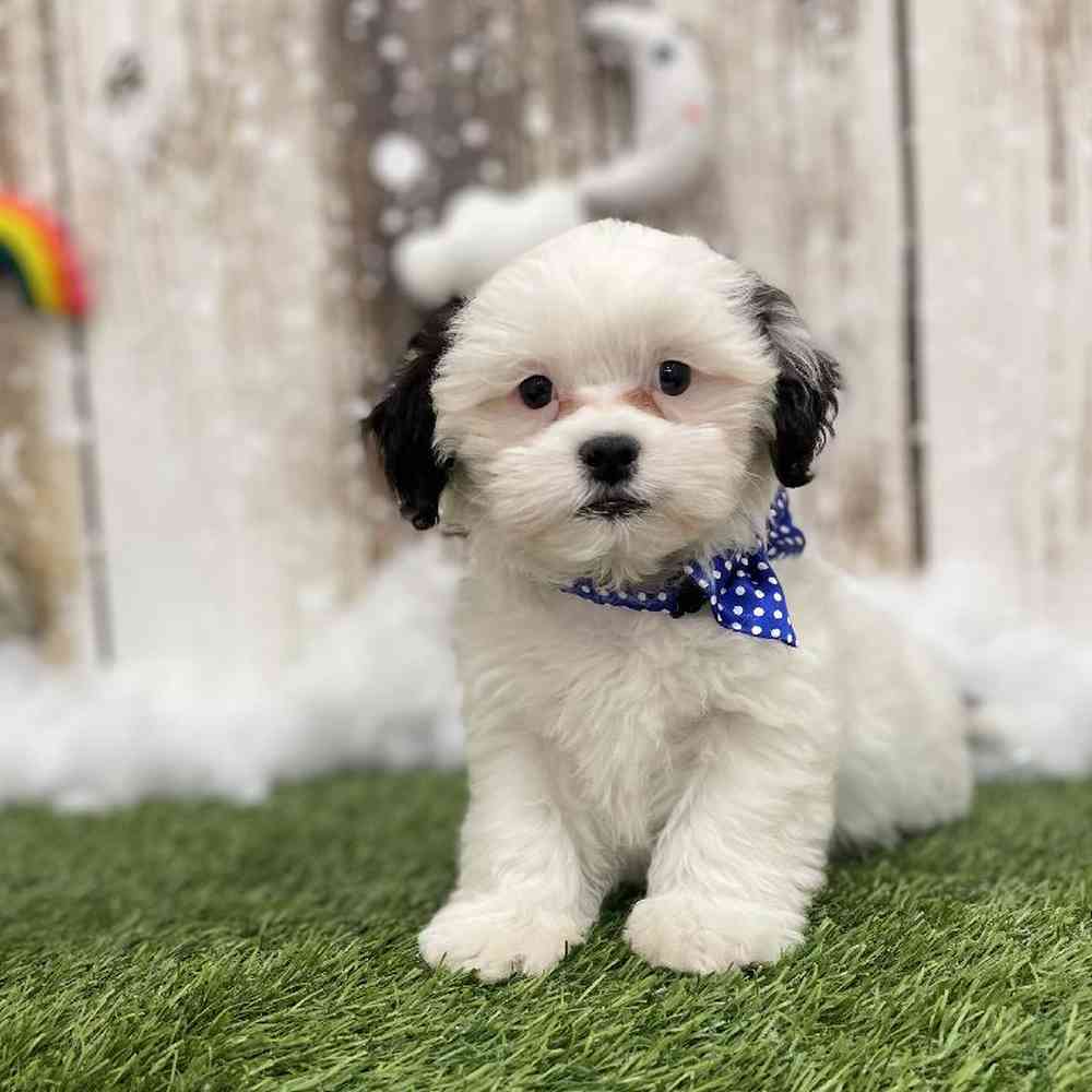 Male Shih-Poo Puppy for Sale in Braintree, MA