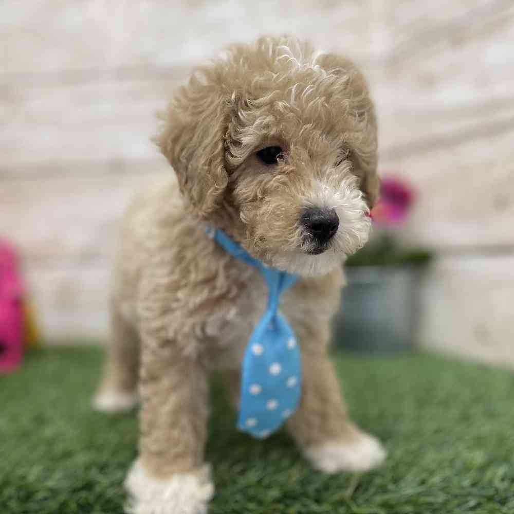 Male Poodle (MINI) Puppy for Sale in Braintree, MA