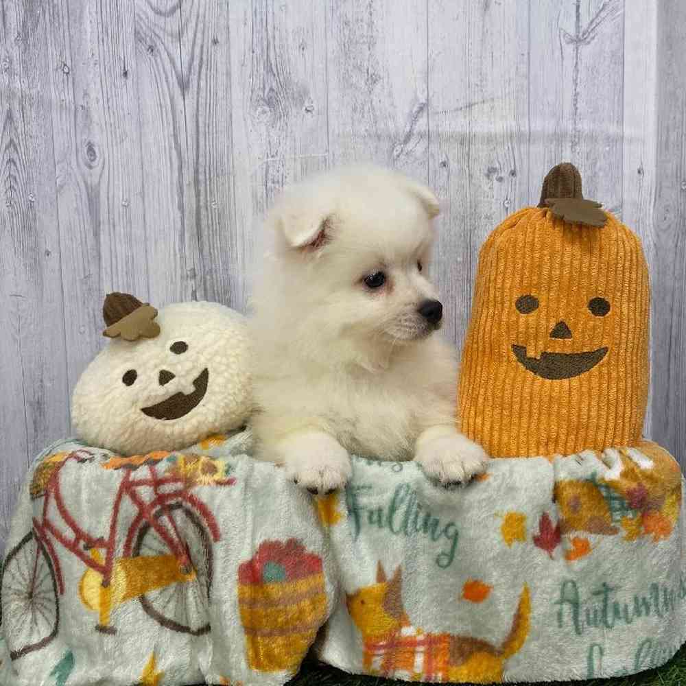 Male American Eskimo Puppy for Sale in Saugus, MA