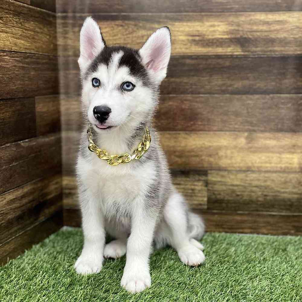 Male Huskimo Puppy for Sale in Braintree, MA