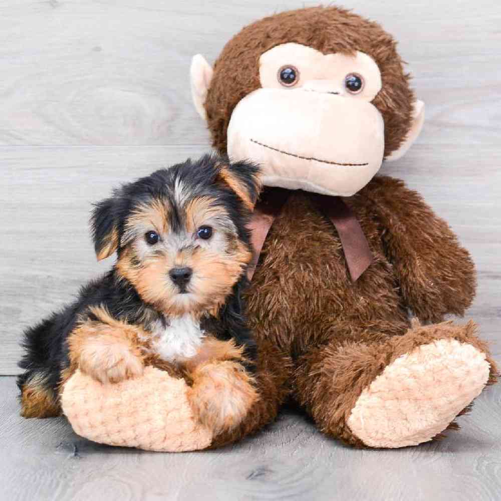 yorkshire-terrier-ronaldo-5493558807738980.jpg