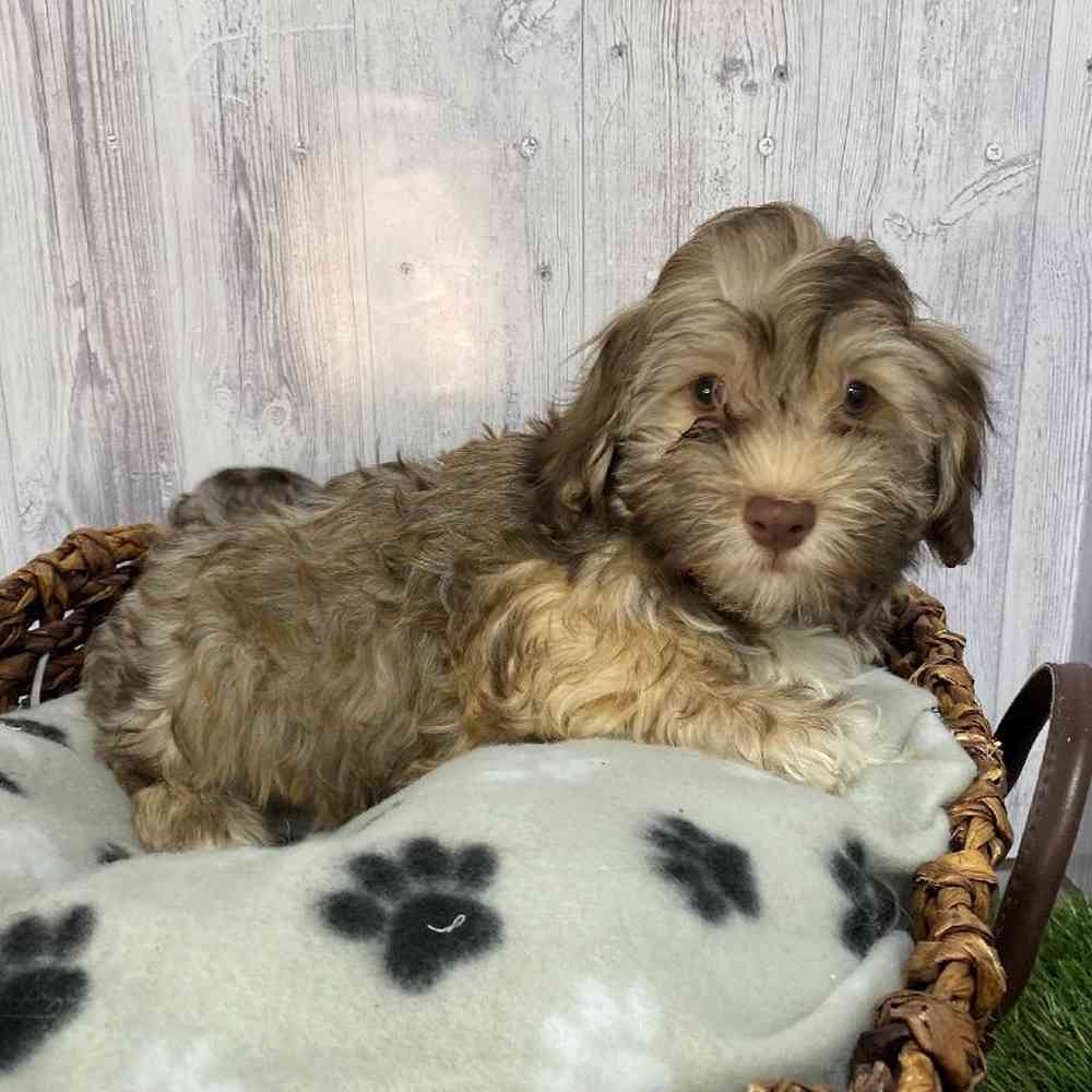 Male Havanese Puppy for Sale in Saugus, MA