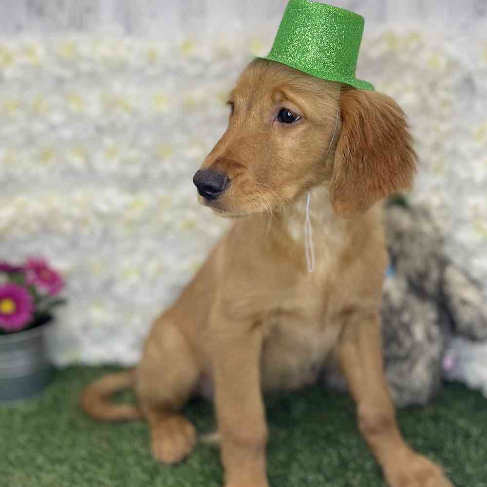 Male Golden Retriever Puppy for Sale in Braintree, MA