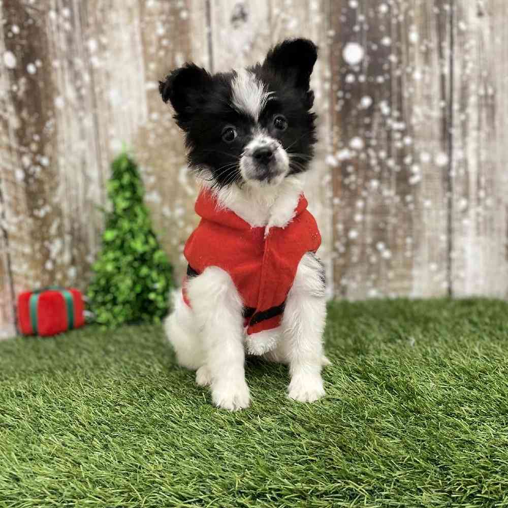 Female Papillon Puppy for Sale in Braintree, MA