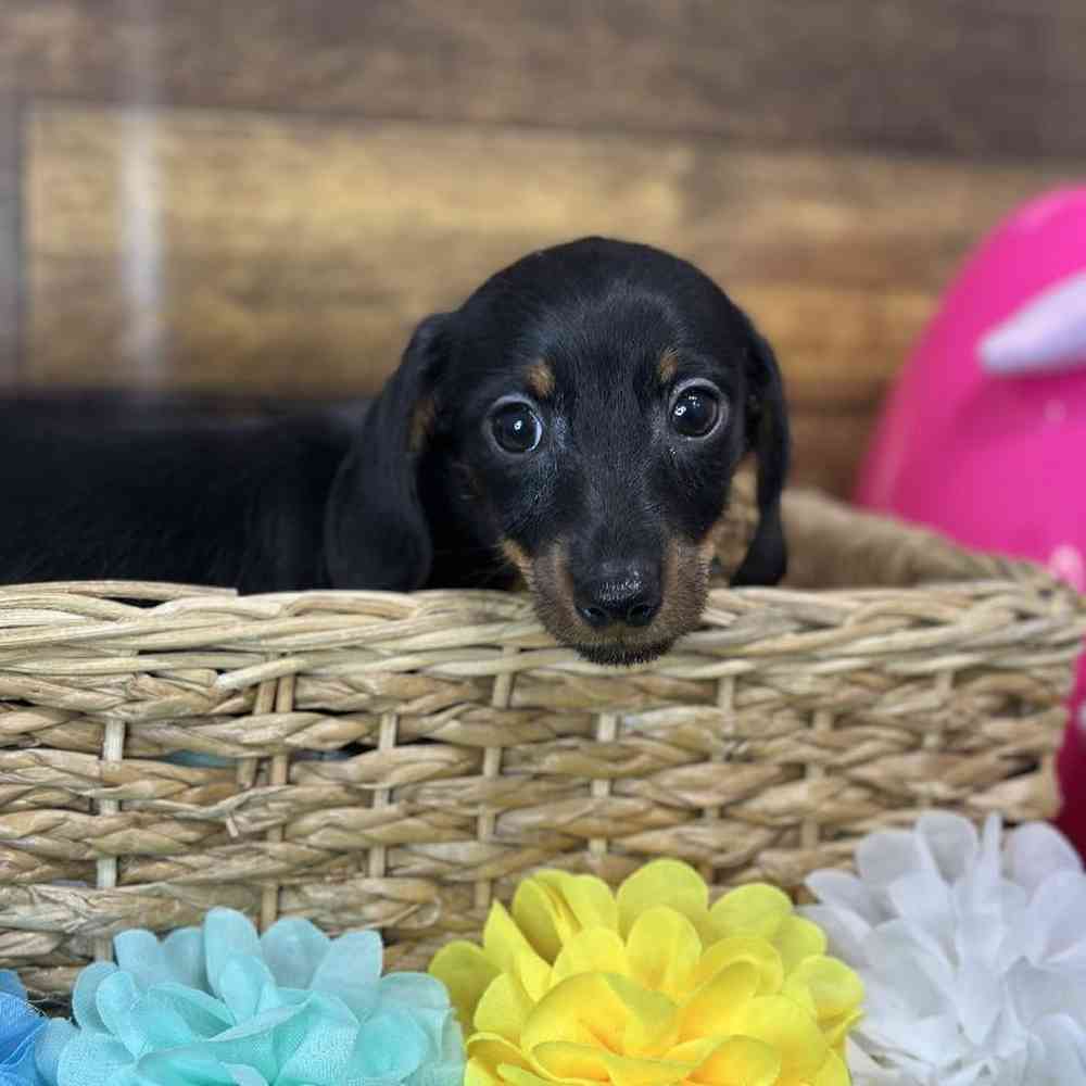 Female Dachshund Puppy for Sale in Saugus, MA