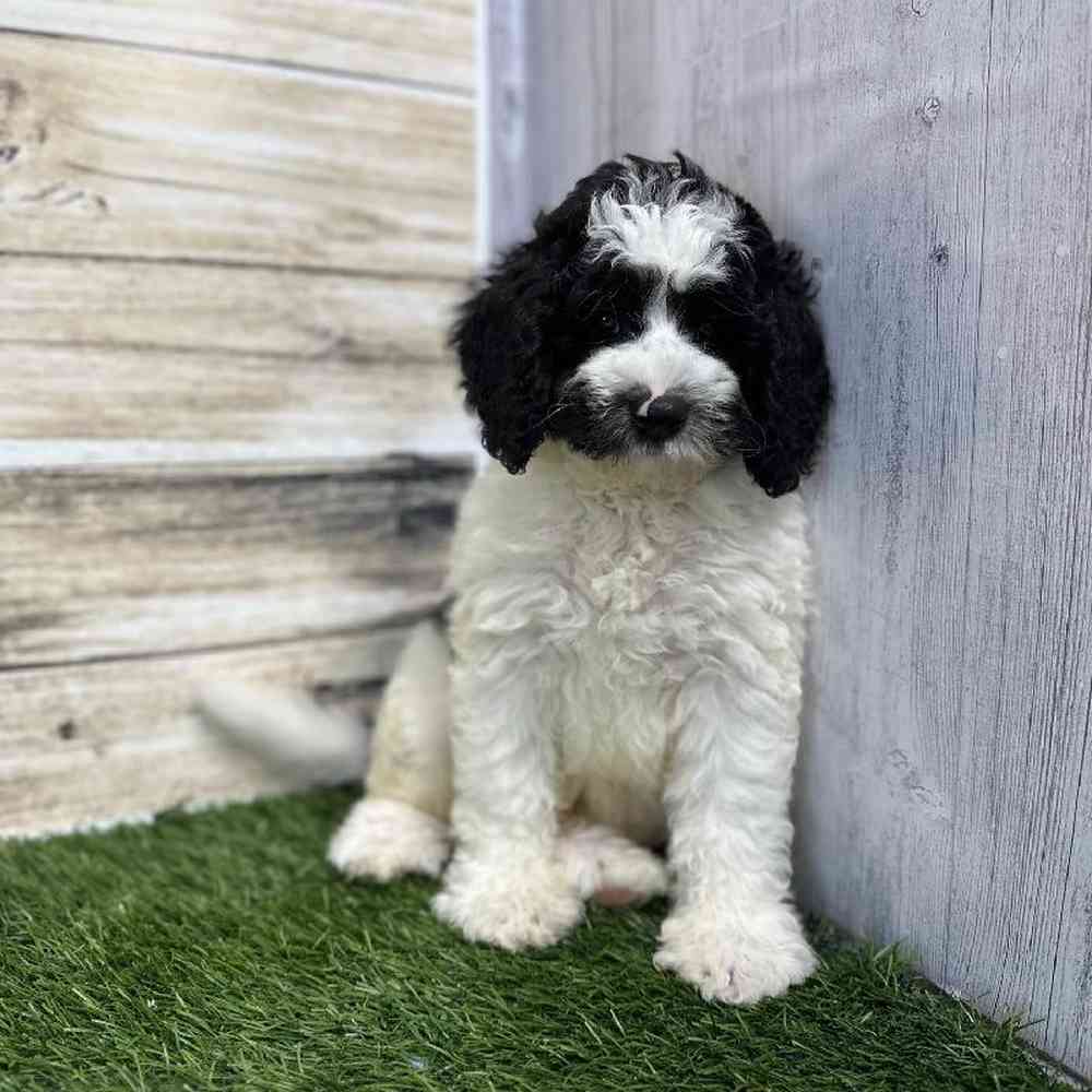 Male Mini Sheepadoodle 2nd Gen Puppy for Sale in Saugus, MA