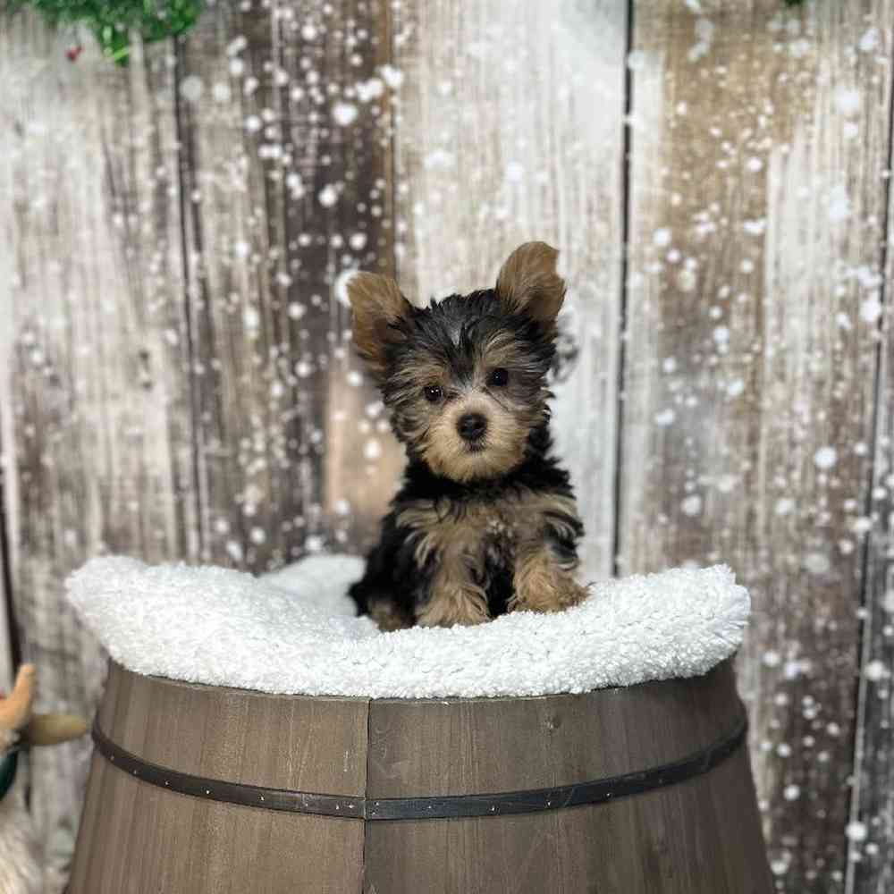 Male Yorkshire Terrier Puppy for Sale in Saugus, MA