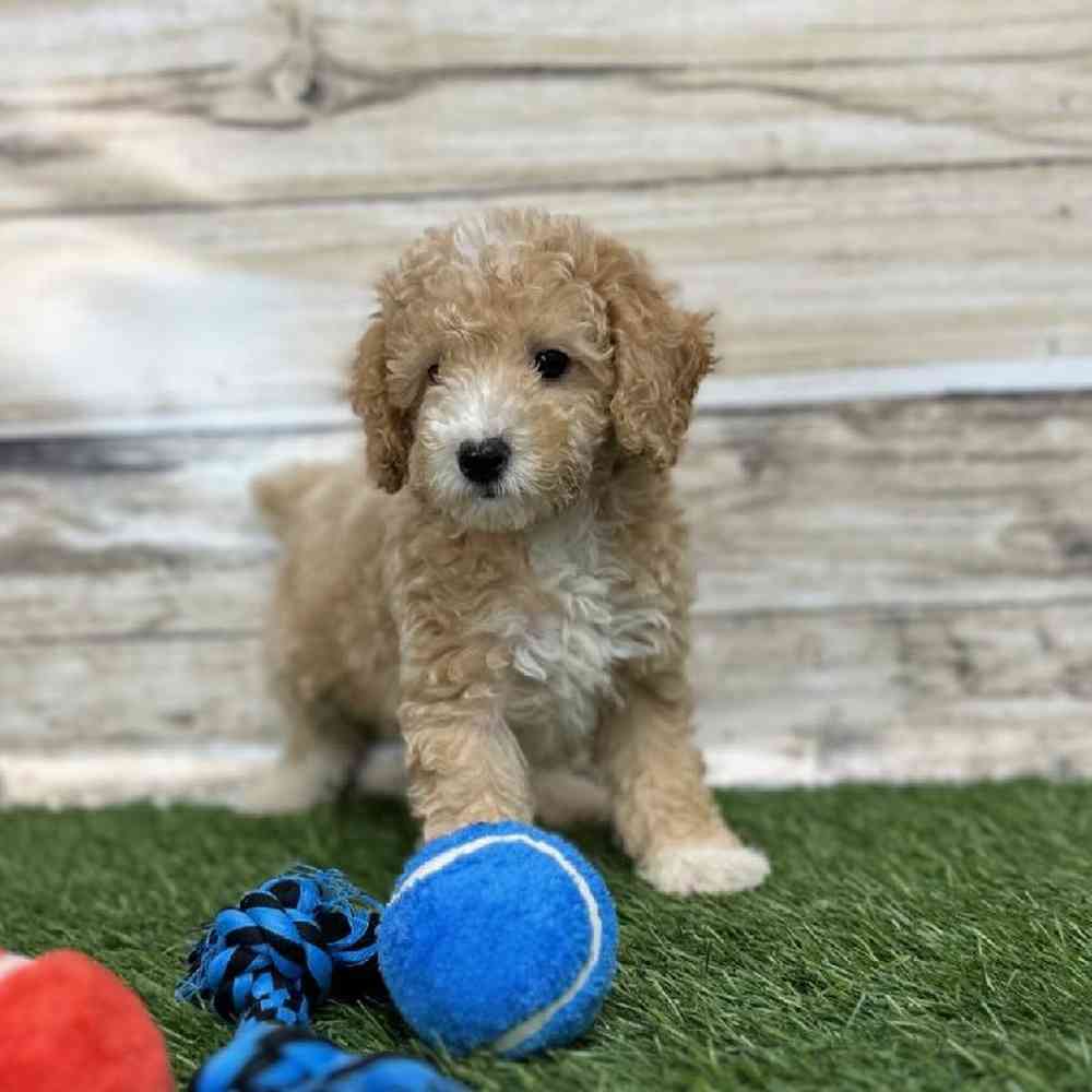 Male Poodle (MINI) Puppy for Sale in Saugus, MA