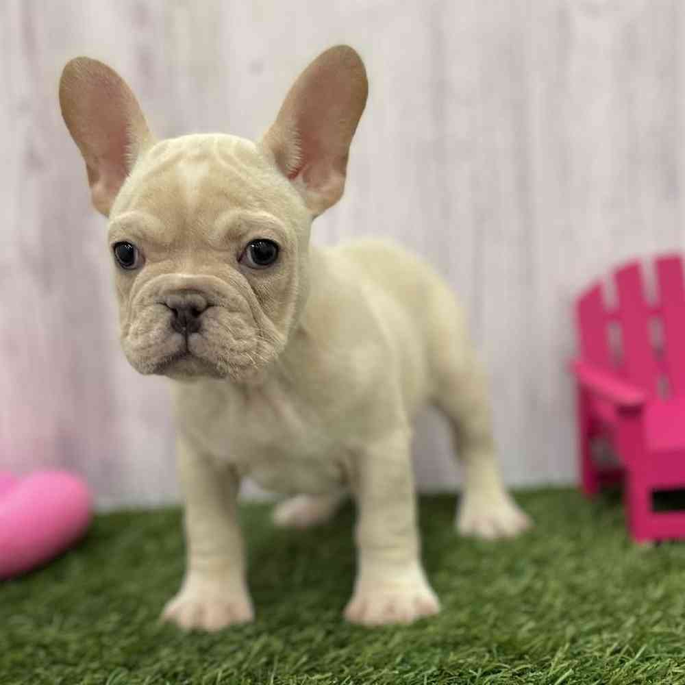 Female French Bulldog Puppy for Sale in Braintree, MA