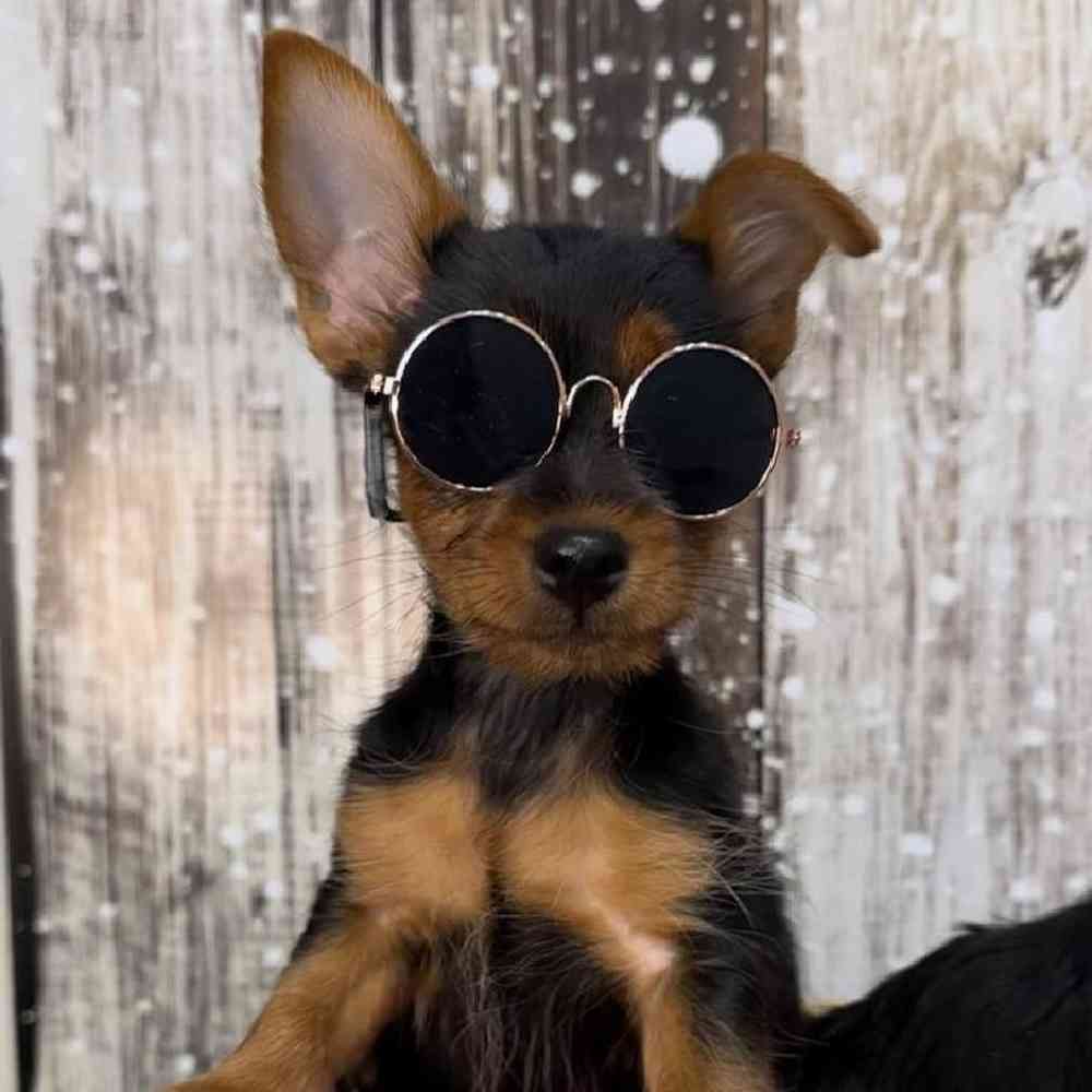 Male Yorkshire Terrier Puppy for Sale in Saugus, MA