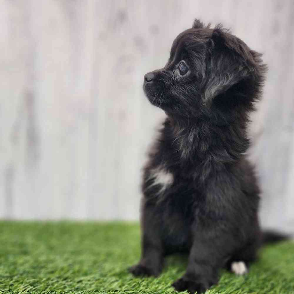 Female Peke A Poo Puppy for Sale in Braintree, MA