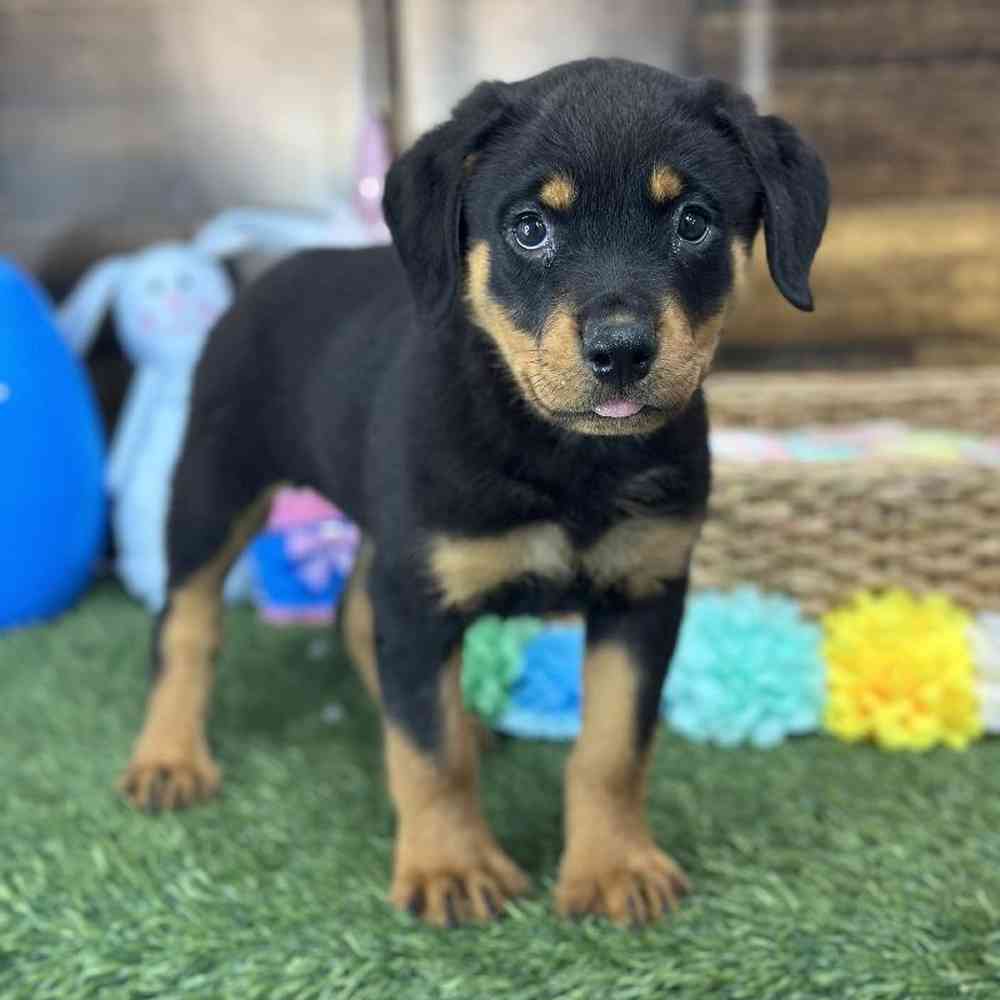 Female Rottweiler Puppy for Sale in Saugus, MA