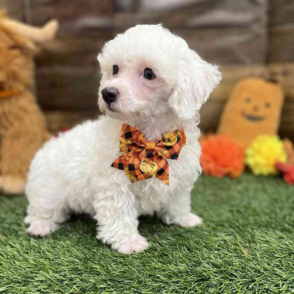 Male Poodle Toy Puppy for Sale in Braintree, MA