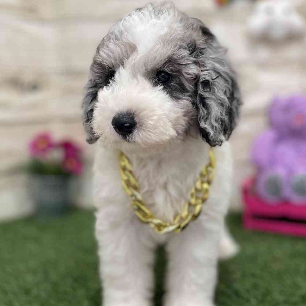 Male Mini Sheepadoodle 2nd Gen Puppy for Sale in Braintree, MA