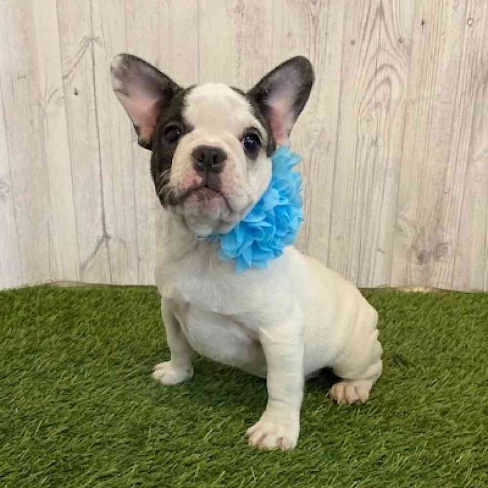 Female French Bulldog Puppy for Sale in Saugus, MA